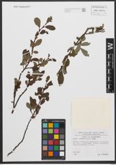 Foto von Salix waldsteiniana Willd.